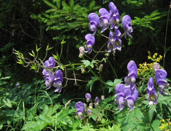 500 Aconitum heterophyllum Seeds, Indian Atees Seeds,Ativisha  Seeds