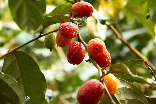 100 Croton tiglium Seeds, Purging croton Seeds