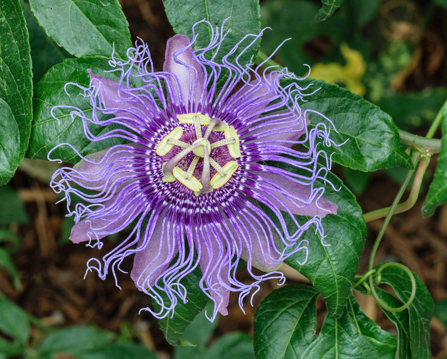 100 Passiflora edulis Seeds, Purple Passion Flower Seeds