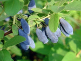 300 Lonicera edulis Seeds , Black Bear Fruit, Dog milkm, Blue Honeysuckle