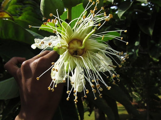 1000 Duabanga grandiflora Seeds.  Duabanga sonneratioides Seeds