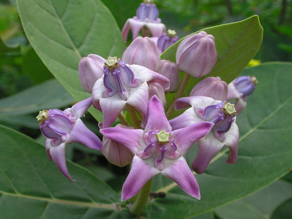 300 Calotropis gigantea   Seeds, Crown Flower Seeds, Giant milkweed Tree  Seeds,  Milkweed Tree  Seeds