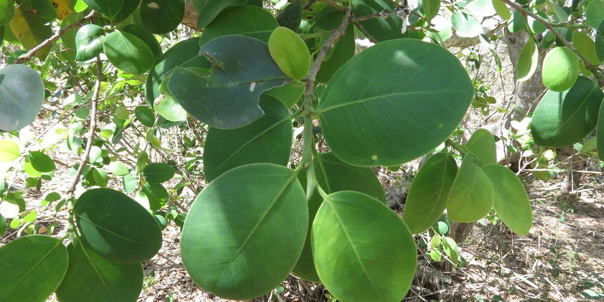 100 Pterocarpus santalinus Seeds , red sanders Seeds , red saunders Se