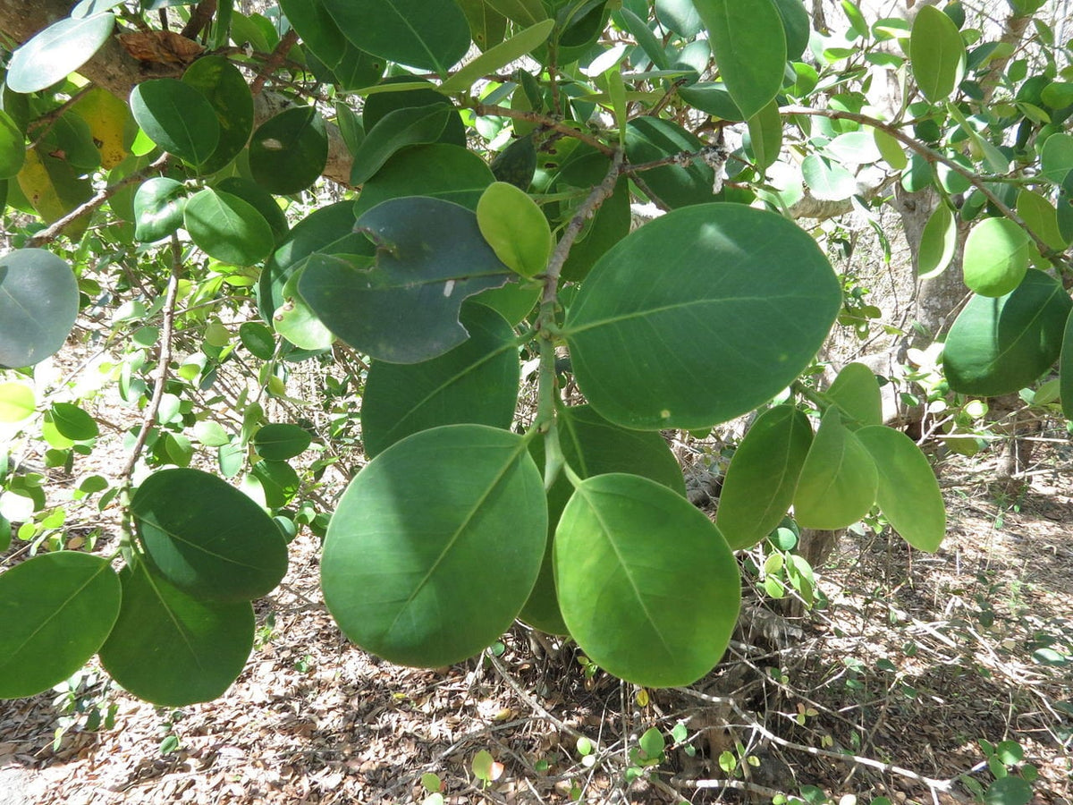 100 Pterocarpus santalinus Seeds , red sanders Seeds , red saunders Se ...