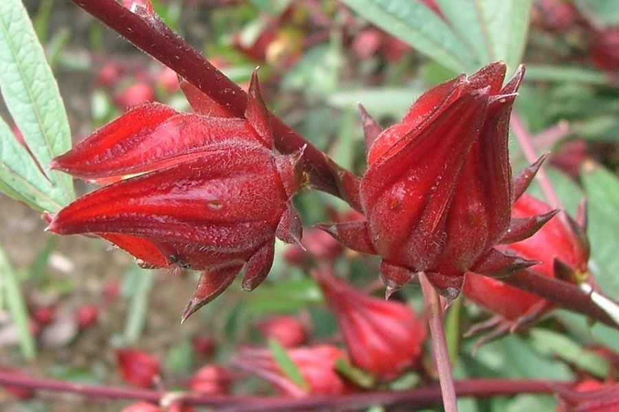 500 Hibiscus sabdariffa Seeds,  Roselle Seeds ,  Jamaica sorrel, Red sorrel  Seeds