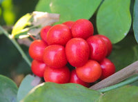 50 Cocculus indicus Seeds, Cocculus indicus, Anamirta cocculus, FISH BERRY Seeds,