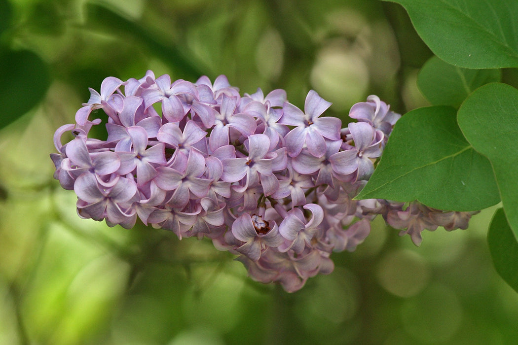 200 Syringa Vulgaris Seeds, Lilac Common Purple Seeds