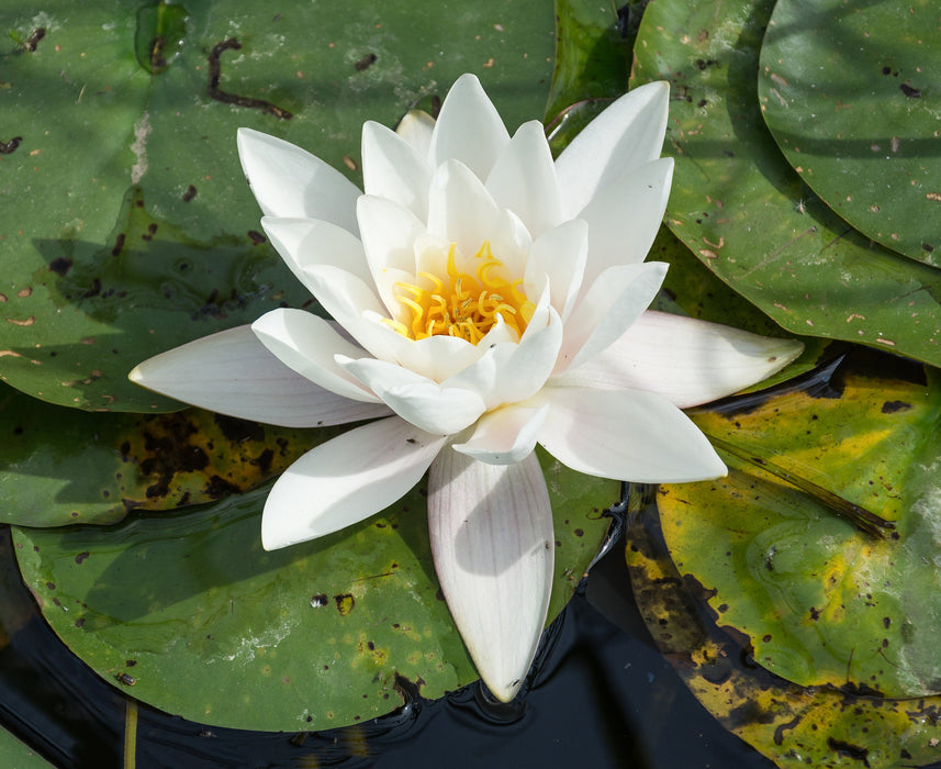 500 Nymphaea pubescens alba  Seeds, White Waterlily Seeds, White Water  Rose Seeds,