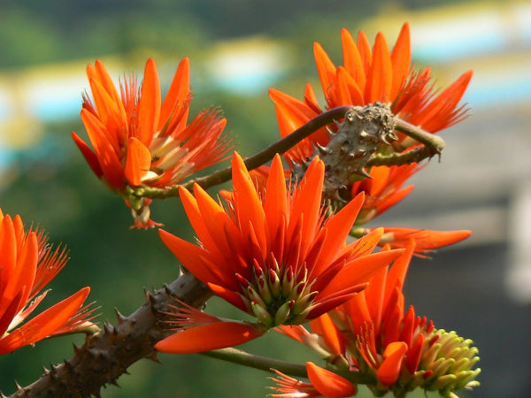 20 Erythrina stricta var. suberosa, Erythrina maxima, Erythrina glabrescens Seeds, Corky Coral Tree, Indian Coral Tree