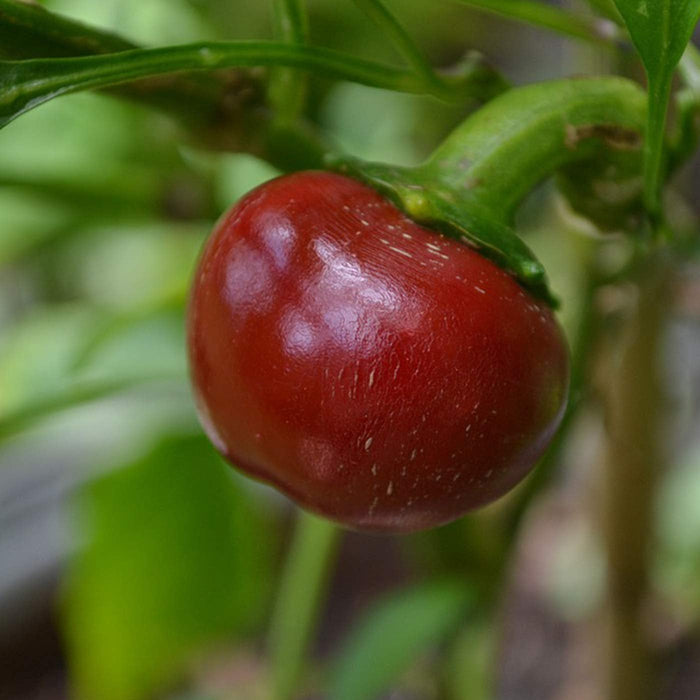50 Cherry Pepper Seeds, Dalle Khursani Seeds, Hot pepper Seeds