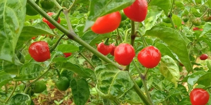 50 Cherry Pepper Seeds, Dalle Khursani Seeds, Hot pepper Seeds