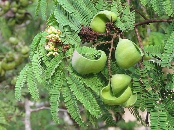 50 Caesalpinia coriaria  Seeds, Divi Divi Tree Seeds, American Sumac Tree Seeds