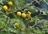 100 Acacia nilotica Seeds,  Gum arabic tree,Thorn mimosa  Seeds, Egyptian acacia Seeds,  Thorny acacia Seeds