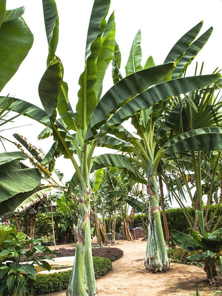 50   Ensete glaucum  Seeds,  Snow Banana Seeds, Banana   Seeds