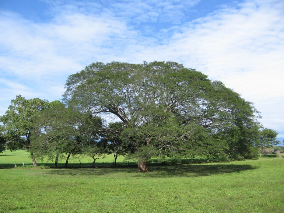 50  Enterolobium cyclocarpum Seeds , Guanacaste Seeds , caro caro,  elephant Ear tree