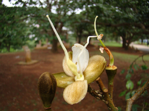 5 Hymenaea courbaril Seeds ,West Indian Locust Seeds , Guapinol or Algarrobo  Seeds,  Jatoba Seeds