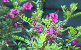 500 Indigofera tinctoria Seeds , True indigo Seeds, Indigo Tree Seeds