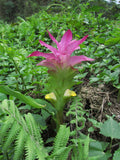 2 Curcuma aromatica Rhizome , Wild turmeric Rhizome