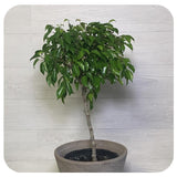 500 Ficus benjamina, Weeping Fig , Chinese Banyan Seeds