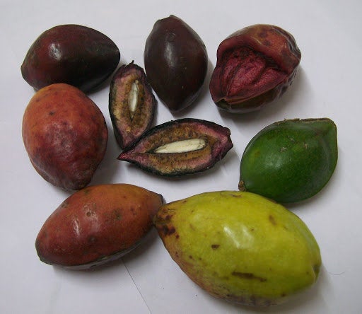 12 Terminalia catappa Seeds,  Tropical Almond Seeds,  Malabar almond Seeds , Indian almond,