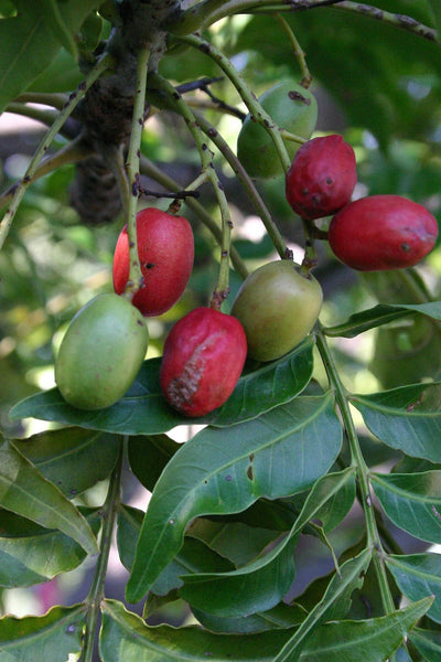 20 Harpephyllum caffrum Seeds. Wild plum Seeds. Kaffir Plum Seeds , Wild Plum Seeds