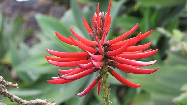 15 Erythrina speciosa Seeds , Erythrina reticulata, Erythrina poianthes, Erythrina graeffer