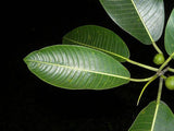 200 Ficus insipida Seeds Wild , Wild fig Tree Seeds, Bibosi Seeds