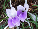 2  Kaempferia Rotunda Bulb,  For  Germination