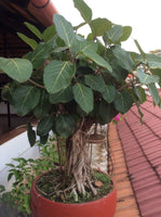 1000  Indian Banyan tree  Seeds, FICUS Benghalensis Seeds, banyan fig  Tree Seeds