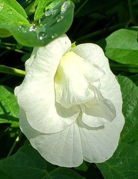 50 Clitoria ternatea alba  Double  Flower Layer , White Butterfly Pea, Asian Pigeonwings Seeds , Clitoria ternatea alba Double   Flower