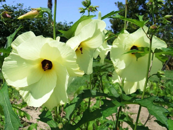 100 Hibiscus abelmoschus Seeds, Abelmoschus moschatus   Seeds, Musk Mallow, Musk okra,