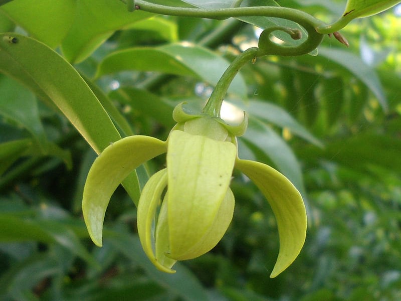 50  Artabotrys hexapetalus Seeds, Ylang Ylang Vine,  Tail grape, Ilang ilang  Seeds, Climbing ylang ylang, Manorangini Seeds