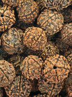 25 Eaeocarpus ganitrus Seeds, Rudraksha Tree Seeds