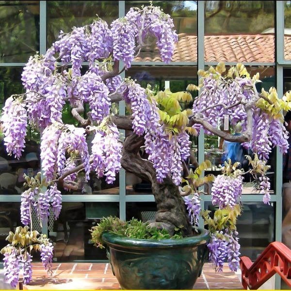 50 Bolusanthus speciosus Seeds,  African Wisteria tree Seeds, Tree Wisteria Seeds