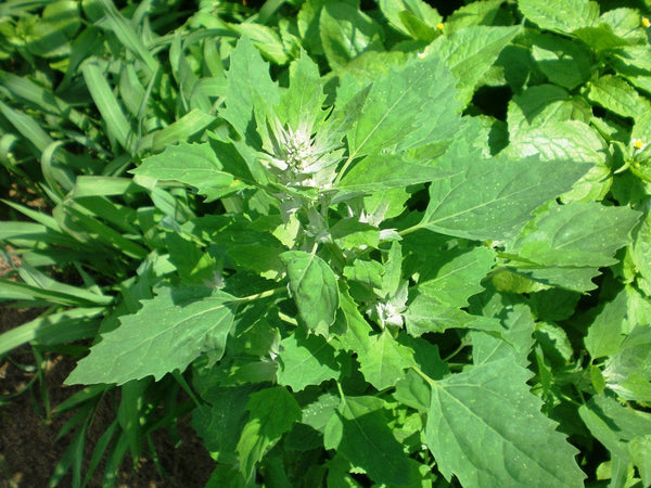 2500 Chenopodium album Seeds, fat hen, lamb's quarters Seeds , White goose foot  Seeds, Bathua  Seeds