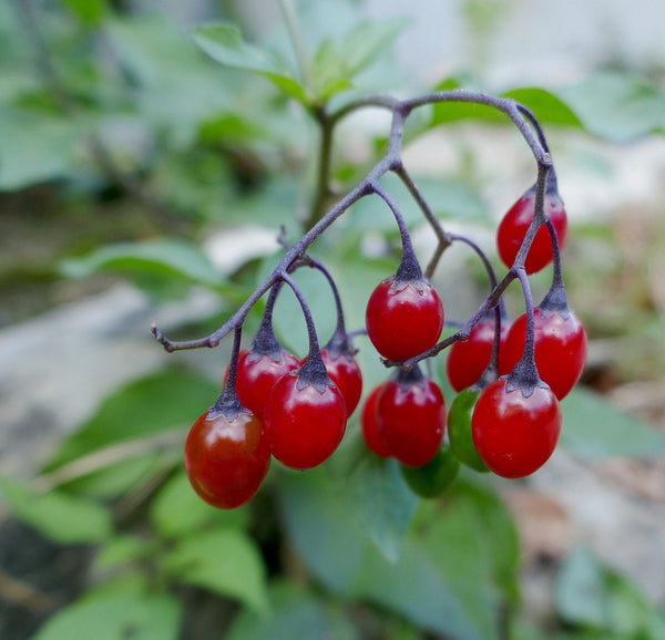 25 Solanum dulcamara Seeds, climbing nightshade, fellen wort, felon wood, scarlet berry,