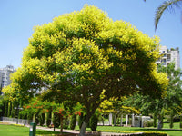 200 Peltophorum dubium Seeds .Yellow Poinciana Seeds , Copperpod Seeds , Horsebush Seeds , Yellow Jacaranda Seeds