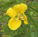 300 Cassia auriculata Seeds. Senna auriculata  Seeds