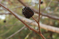 20 Guazuma tomentosa Seeds, Bastard cedar ,Musket tree Seeds