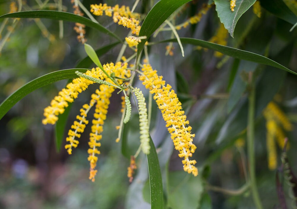 100 Acacia auriculiformis, Auri, Earleaf acacia, Earpod wattle, Northern black wattle, Papuan wattle,