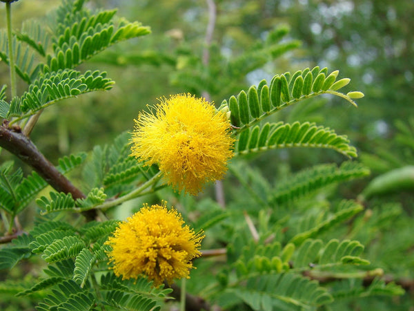 100 Acacia Farnesiana Seeds, Sweet acacia Seeds , Mealy wattle Seeds, Vachellia farnesiana Seeds