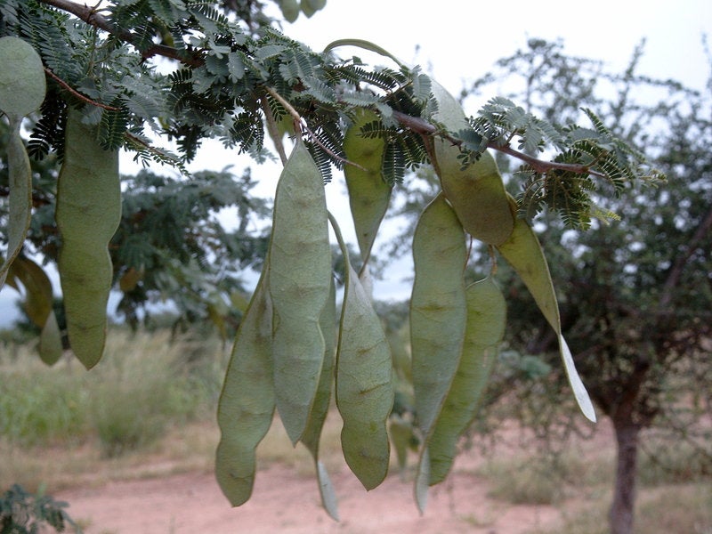 100  Acacia senegal Seeds ,Senegal Gum Tree Seeds , Acacia Seeds