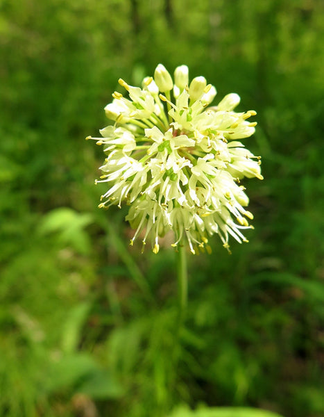 20 Allium microdictyon Seeds, Prokh Seeds, Alpine Plant Seeds