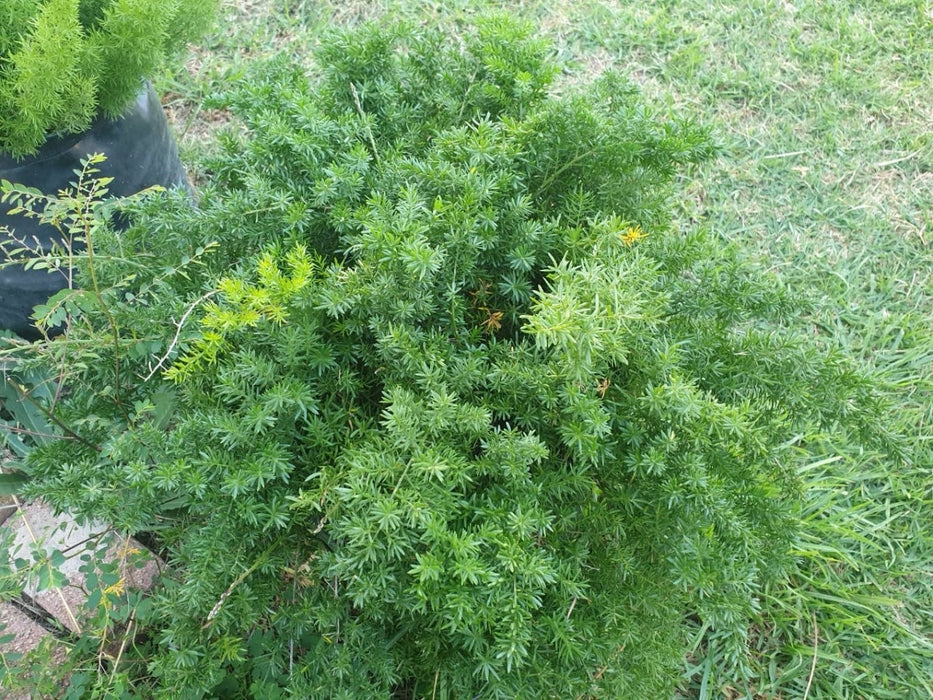 20 Asparagus densiflorus mazeppa Seeds, Sprengeri Seeds, Flagstaff Seeds ,Mazepa Seeds