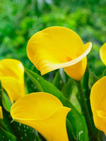 50 Zantedeschia aethiopica Seeds  ,yellow Giant Calla Lily Seeds. Yellow calla Seeds