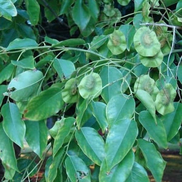 50 Pterocarpus Marsupium Seeds  ,Indian Kino Tree, Malabar Kino Tree.Kino Tree Seed