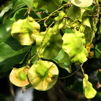 50 Pterocarpus Marsupium Seeds  ,Indian Kino Tree, Malabar Kino Tree.Kino Tree Seed