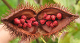 300 BIXA orellana Seeds, Anatto Dye plant, Lipstick tree Seeds , Annatto Seeds, Arnatto Seeds