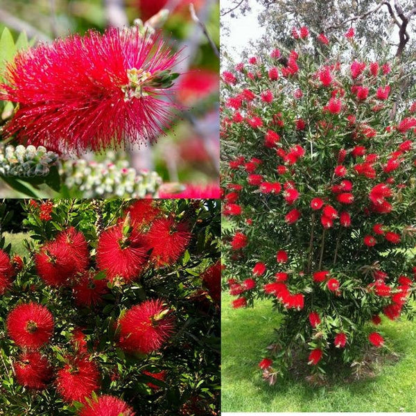 500 Callistemon citrinus Seeds , Crimson Bottle brush Seeds, Red Bottlebrush Seeds,