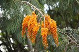 50 Colvillea racemosa Seeds , Colville’s Glory Seeds , Glory Covillea, Ohai tree  Seeds , Whip Tree Seeds